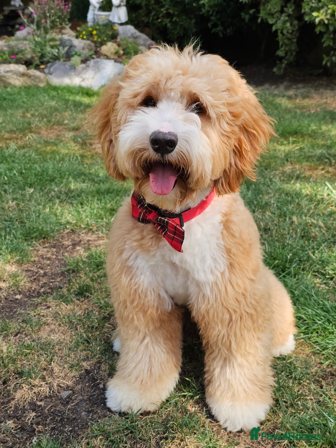 Cockapoo dogs for stud: Hip 0/0🌟 Elbow 0/0🌟 Australian Labradoodle - Advert 40