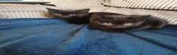 Mixed Breed cats for sale: 2 beautiful kittens 8 weeks old  - Advert 3
