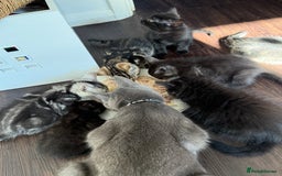 British Shorthair cats for sale: Kitten  - Image 19