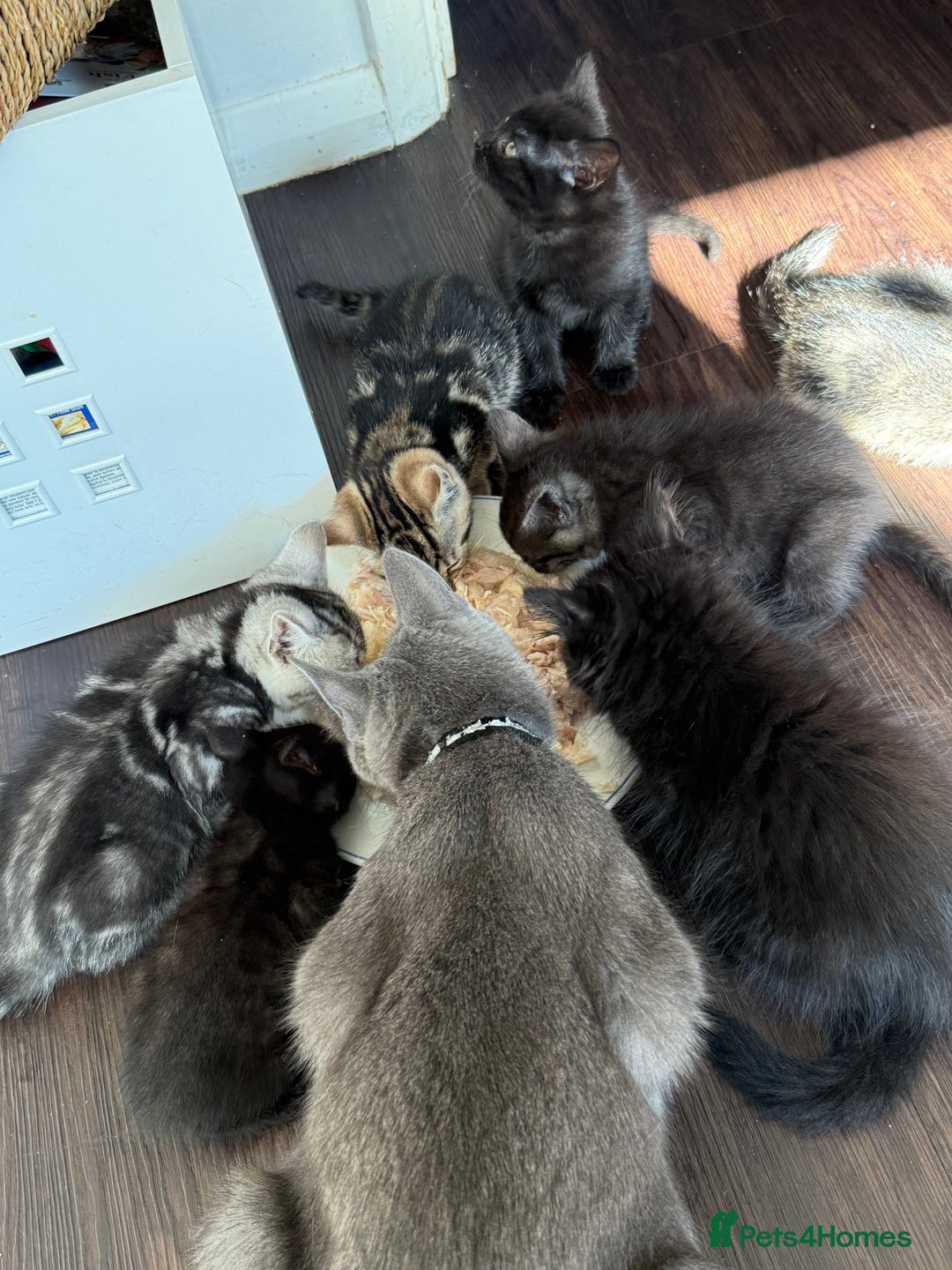 British Shorthair cats for sale: Kitten  - Image 19