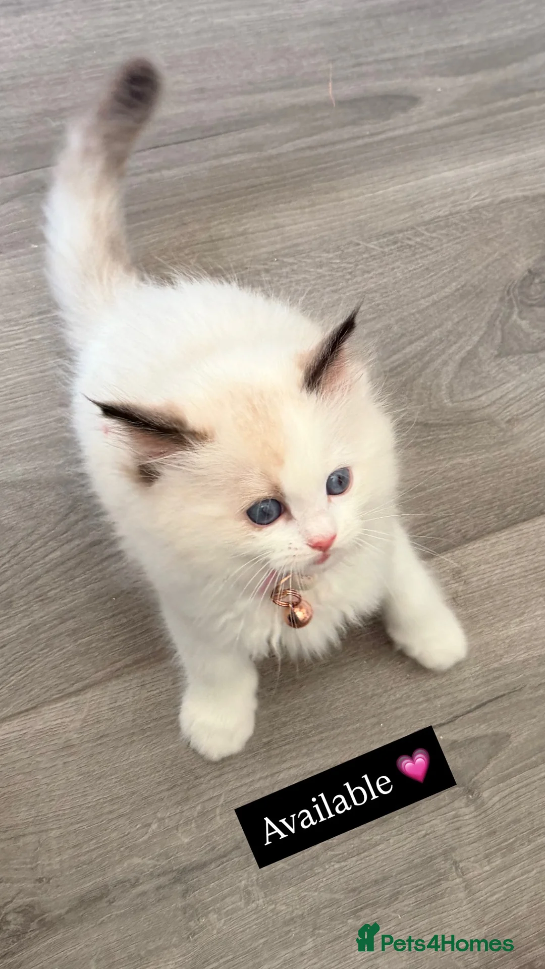 Ragdoll cats for sale: GCCF REGISTERED DNA TESTED PARENTS  - Advert 9