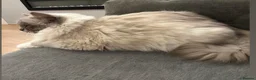 Ragdoll cats for sale: GCCF registers adult blue mitted female - Advert 11