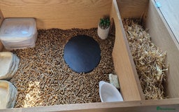 Tortoise reptiles for sale: 2x Hermann tortoise. Male & Female - Image 4