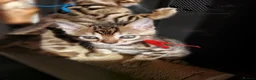 Bengal cats for sale: Pedigree Brown Rosetted Bengal Kittens - Advert 7