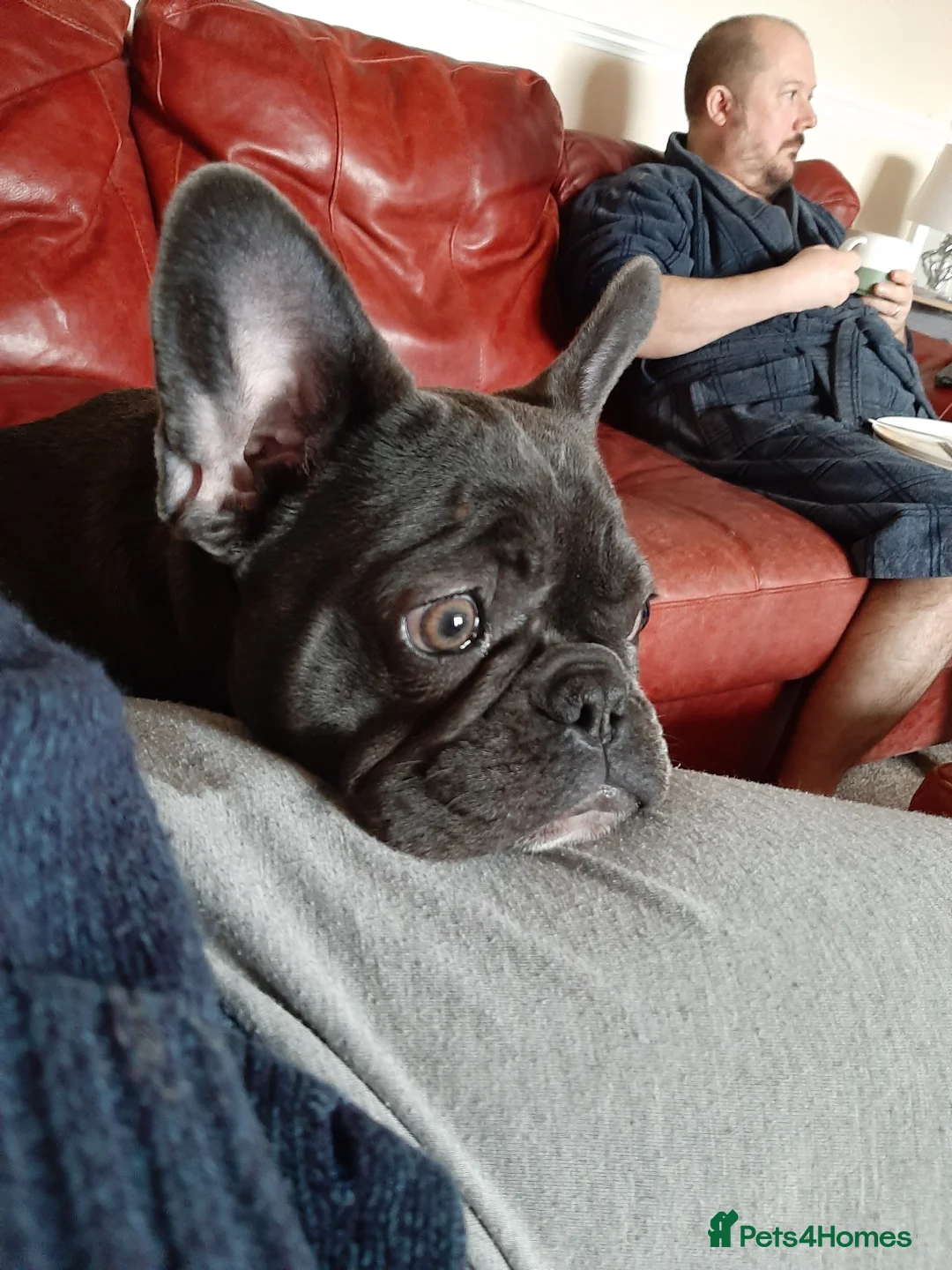 French Bulldog dogs for sale: French Bulldog needs rehoming - Advert 6
