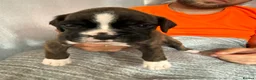 Boxer dogs for sale: Gorgeous K.C boxer pups for sale - Advert 6