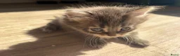 Mixed Breed cats for sale: 1 GREY KITTEN LEFT FOR SALE  - Advert 15