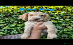 Cocker Spaniel dogs for sale: READY TO GO.. beautiful cocker spaniel puppies - Image 8