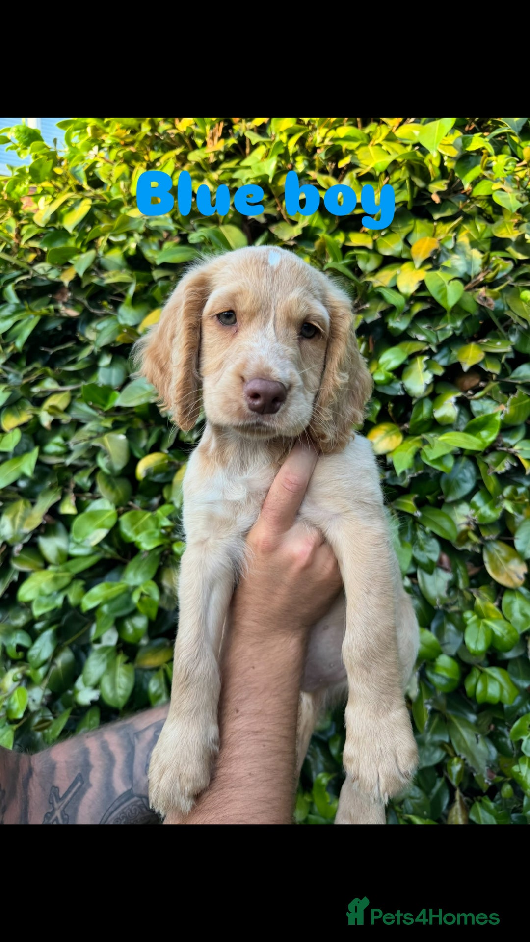 Cocker Spaniel dogs for sale: READY TO GO.. beautiful cocker spaniel puppies - Image 8