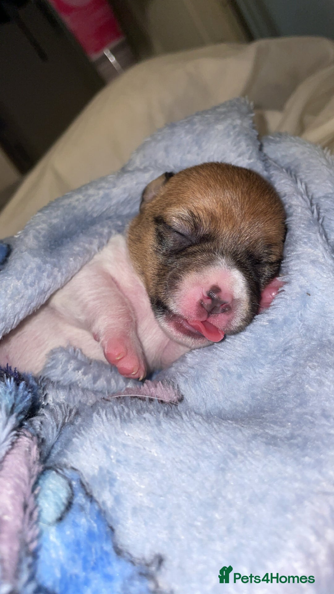 Jack Russell dogs for sale: Jack Russell Terriors  - Advert 10