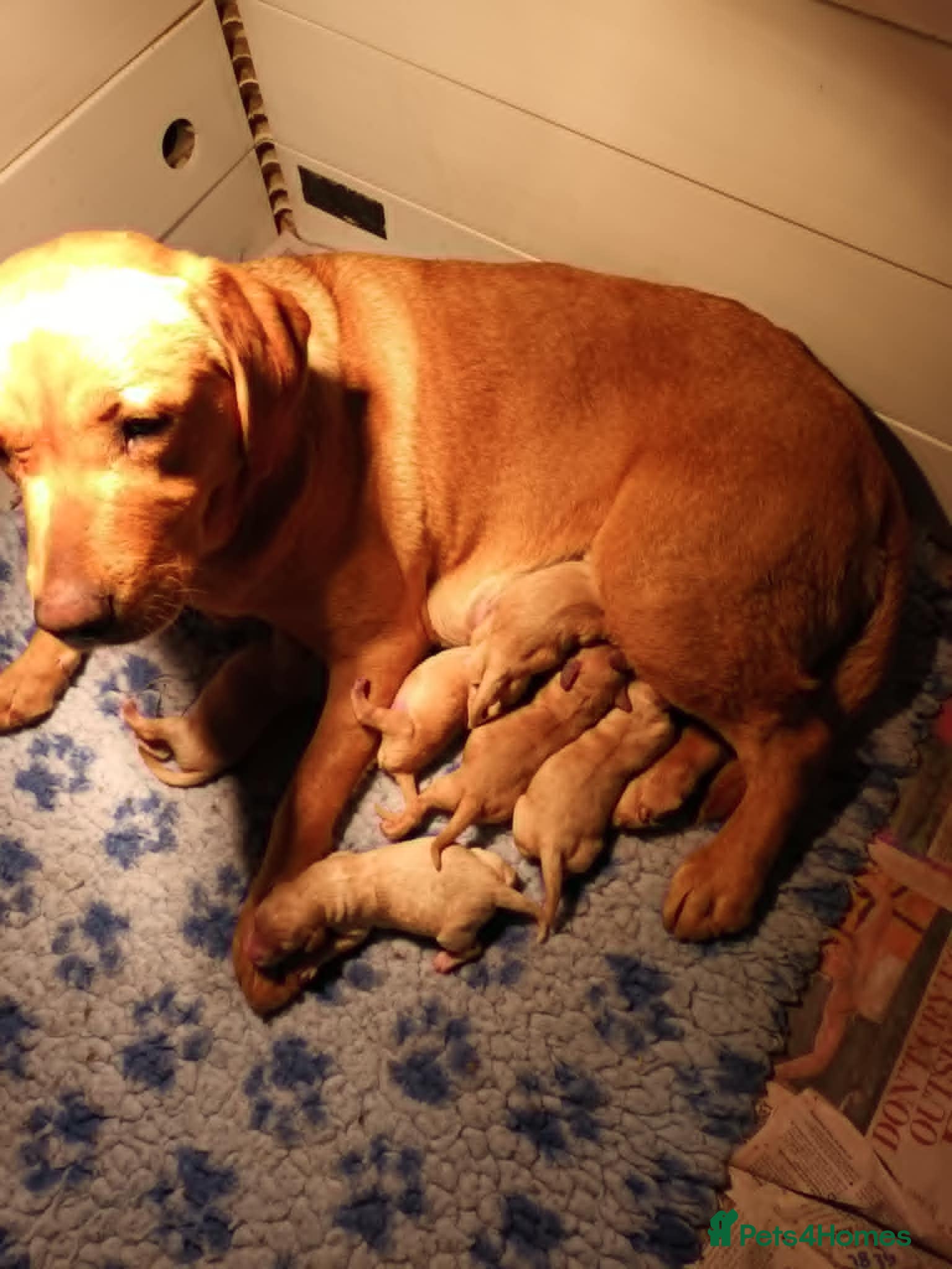 Labradoodle dogs GOLD MINIATURE LABRADOODLE PUPS / LICENCED BREEDER - Advert 1