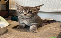 Maine Coon cats for sale: Maine Coon X  - Image 12