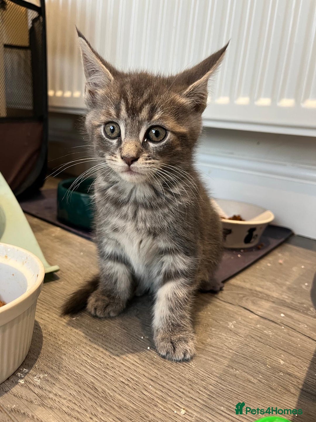 Maine Coon cats for sale: Maine Coon X  - Image 12