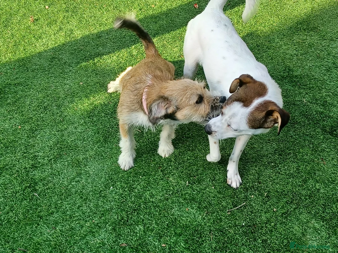 Mixed Breed dogs for adoption: Betsey 🩷 in Bournemouth - Advert 2