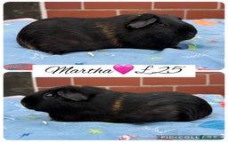 Guinea Pig rodents for sale: Female guinea pigs  - Image 7