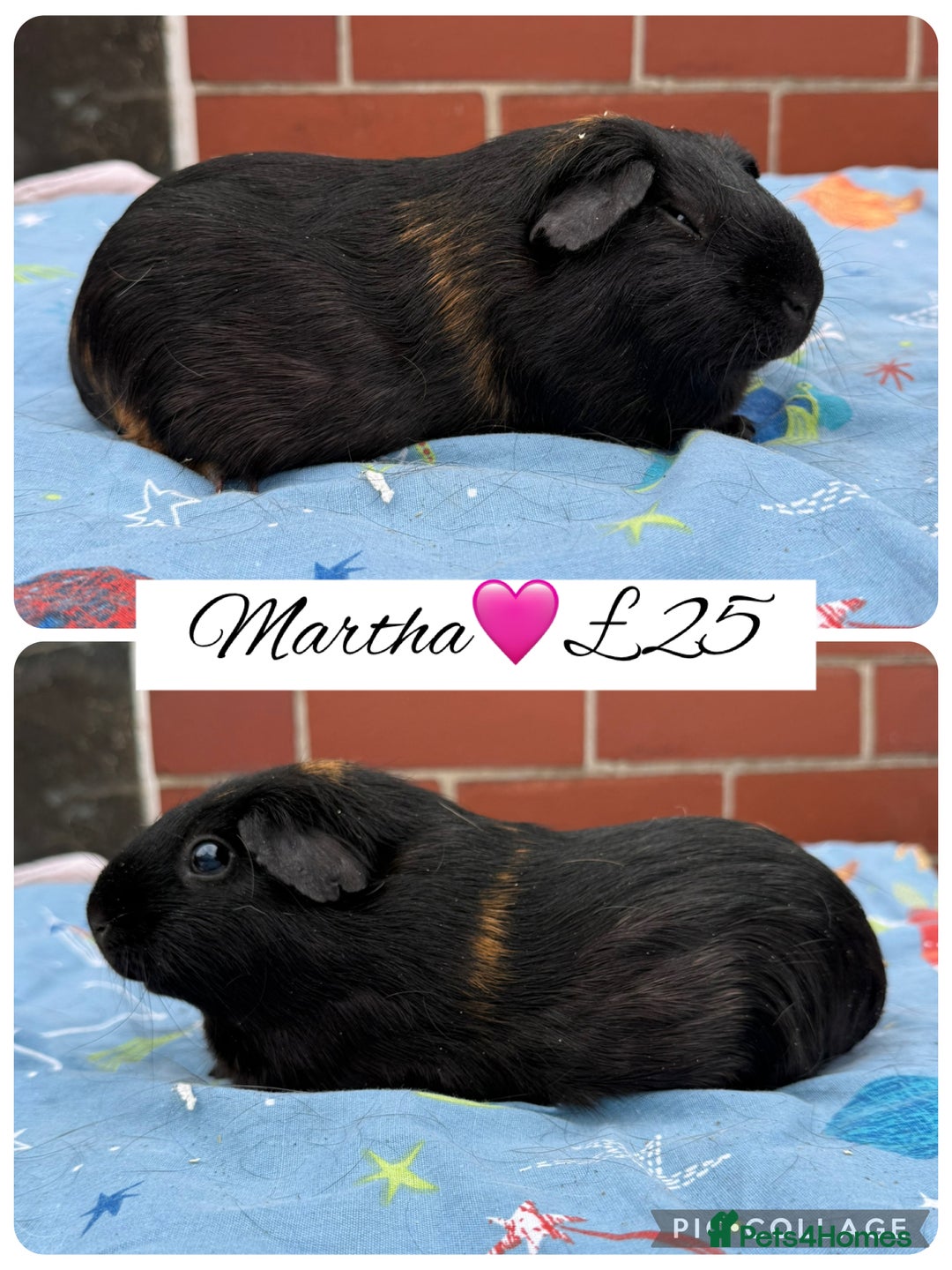 Guinea Pig rodents for sale: Female guinea pigs  - Image 7