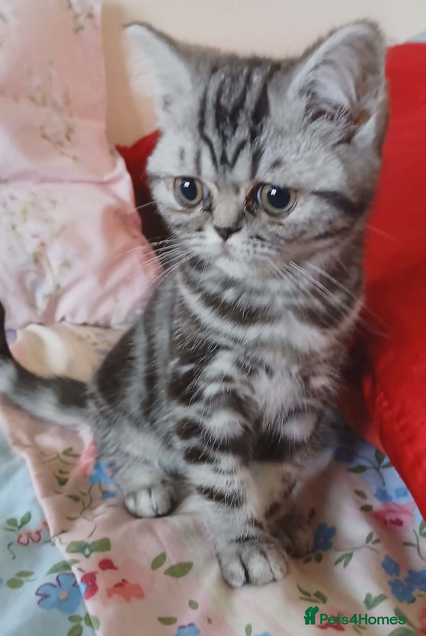 British Shorthair cats Bsh. Silver  Tabby  kitten. - Advert 1