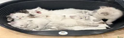 Siberian cats for sale: Beautiful Neva Masquerade Kittens for Sale 🐾 - Advert 4