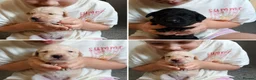 Labrador Retriever dogs for sale: 🐶 KC, DNA Clear Labrador retriever pups ⭐ - Advert 3