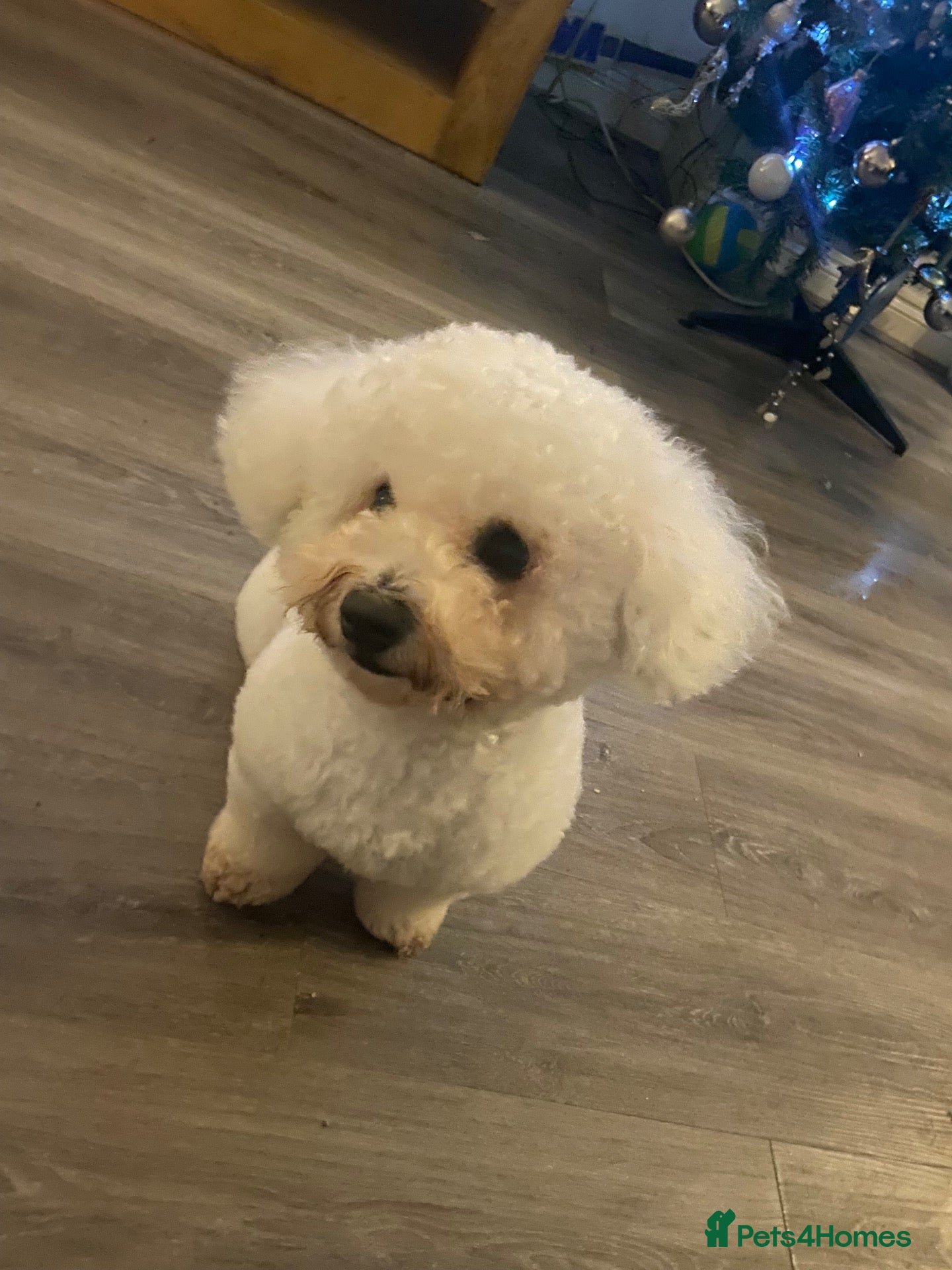 Bichon Frise dogs For stud only  - Advert 2