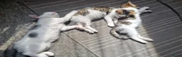 Mixed Breed cats for sale: 3 Kittens Ready to leave in Smethwick - Advert 9
