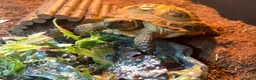 Hermann Tortoise reptiles for sale: Male tortoise for sale  in Hyde - Advert 2