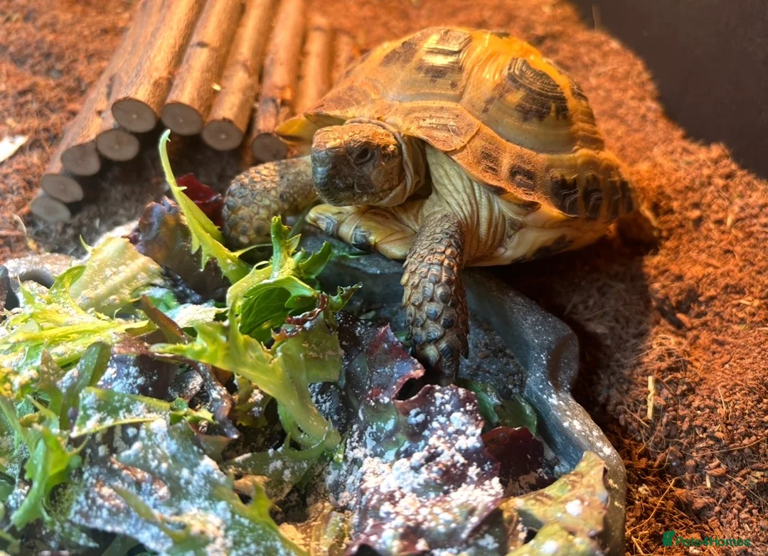 Hermann Tortoise reptiles for sale: Male tortoise for sale  in Hyde - Advert 2