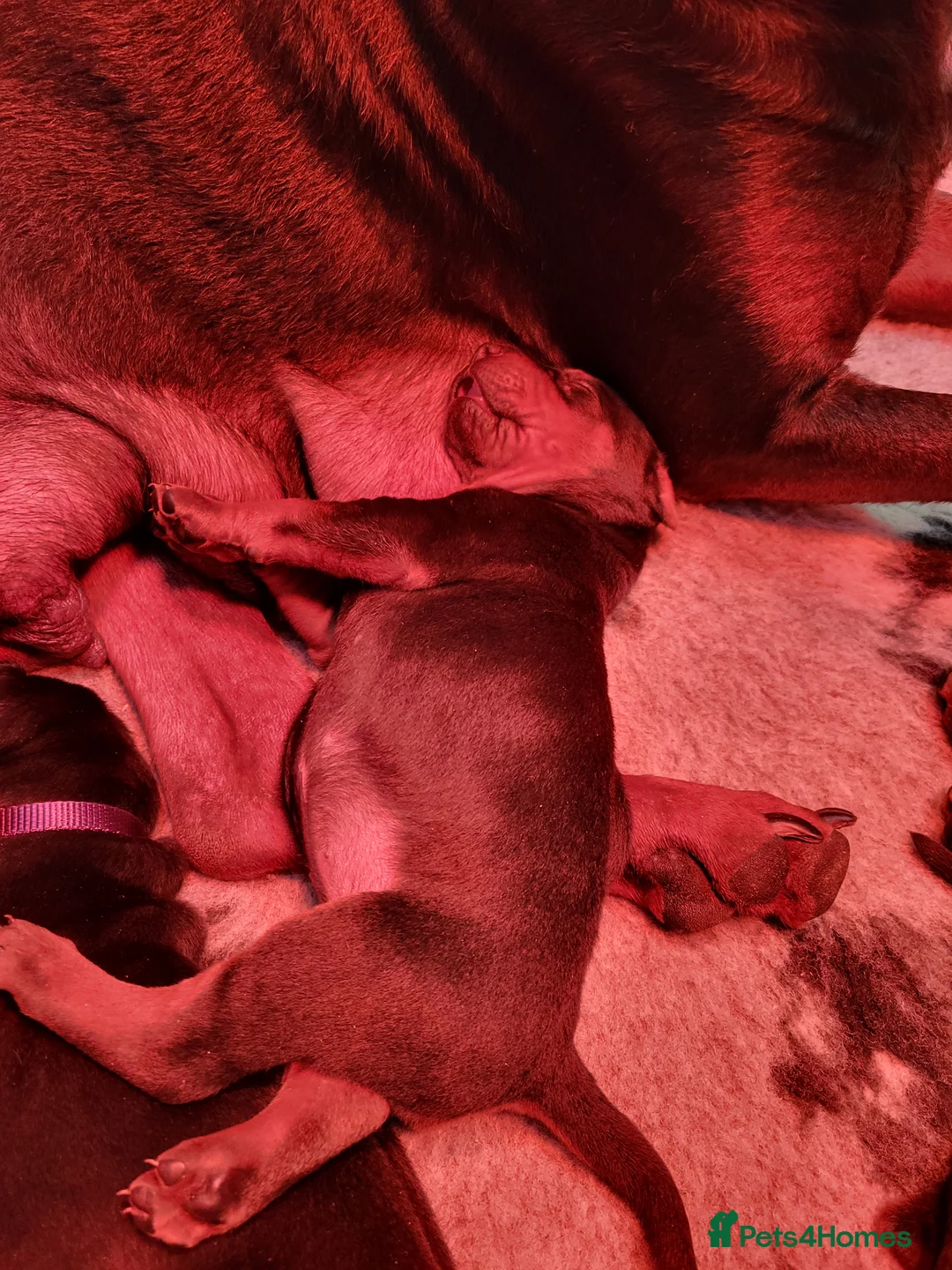 Chinese Red Dog dogs for sale: Chinese Red dog Pups available - Advert 12