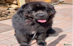 Newfoundland dogs for sale: Newfoundland male for adoption  - Image 3