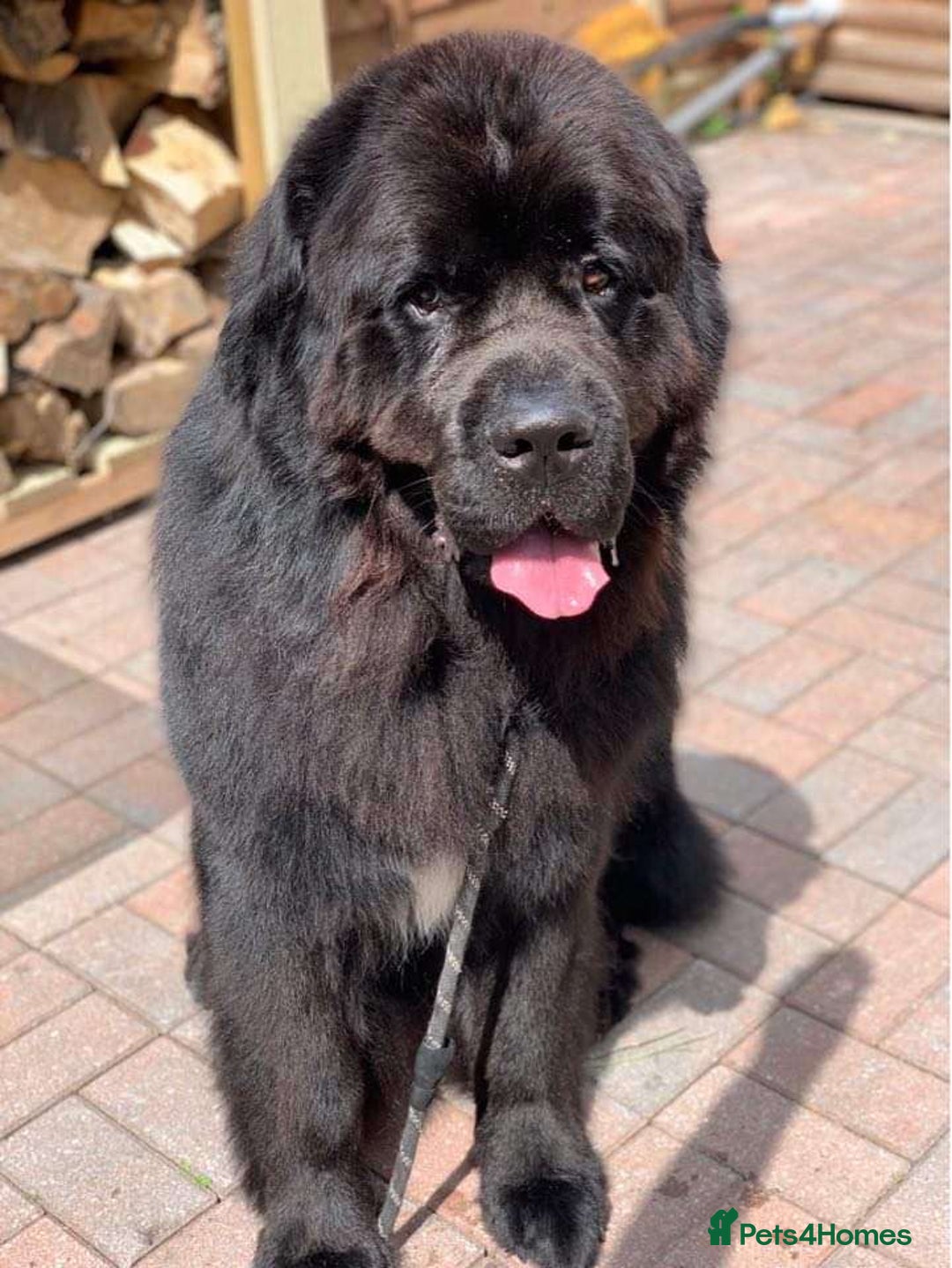 Newfoundland dogs for sale: Newfoundland male for adoption  - Image 3