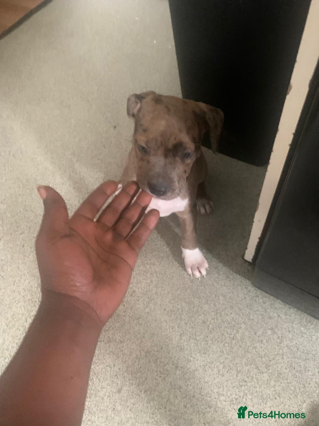 Mixed Breed dogs for sale: Bullmastiff x Mastiff - Ready Now - London - Image 12