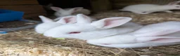 New Zealand rabbits for sale: New Zealand California Rabbits  - Advert 3