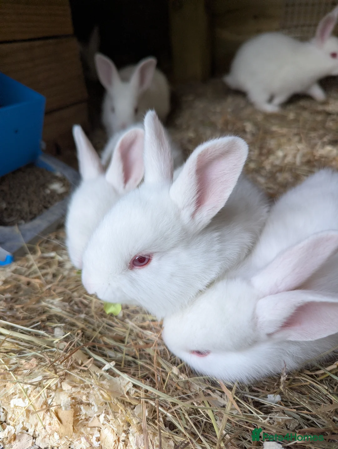 New Zealand rabbits for sale: New Zealand California Rabbits  - Advert 3