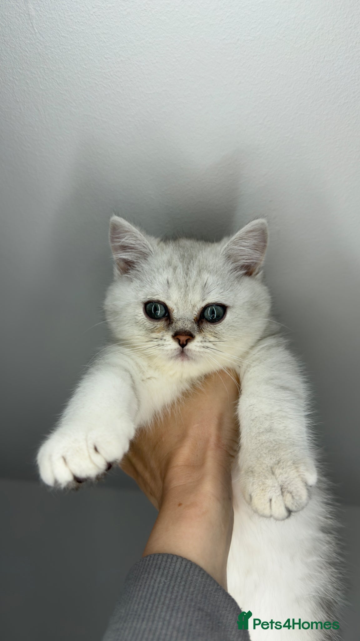 Scottish Fold cats for sale: Scottish straight male - Advert 4