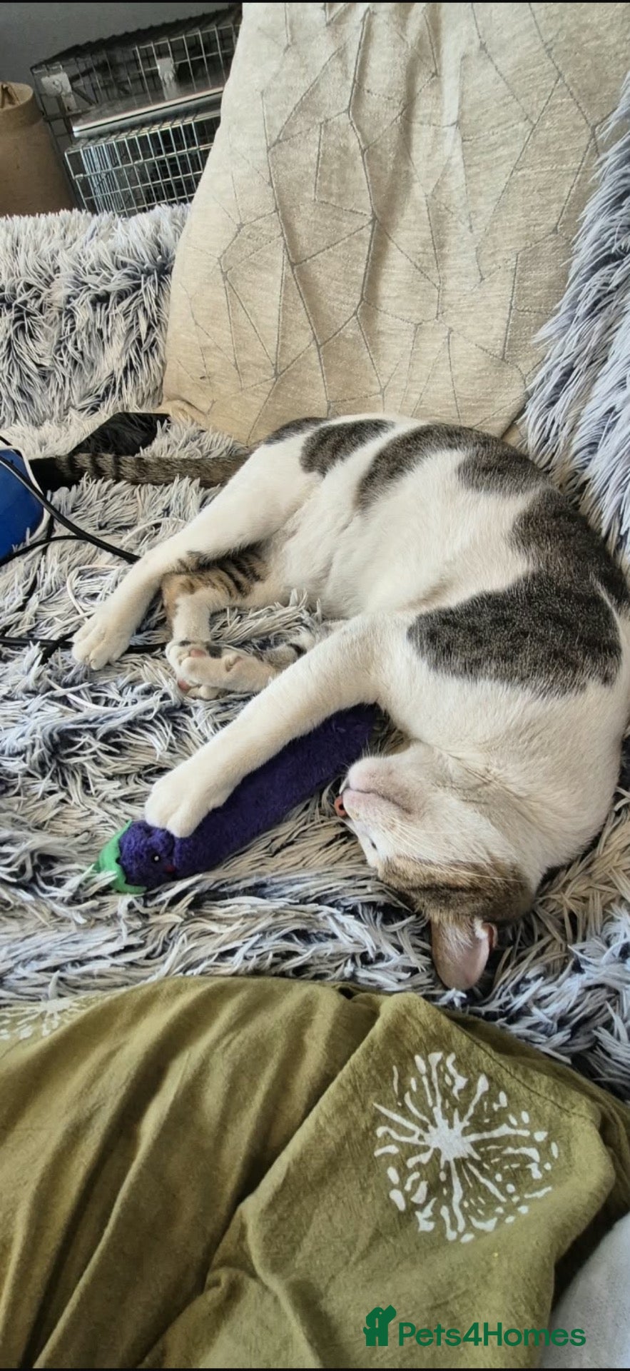 Mixed Breed cats Harvey - Advert 3