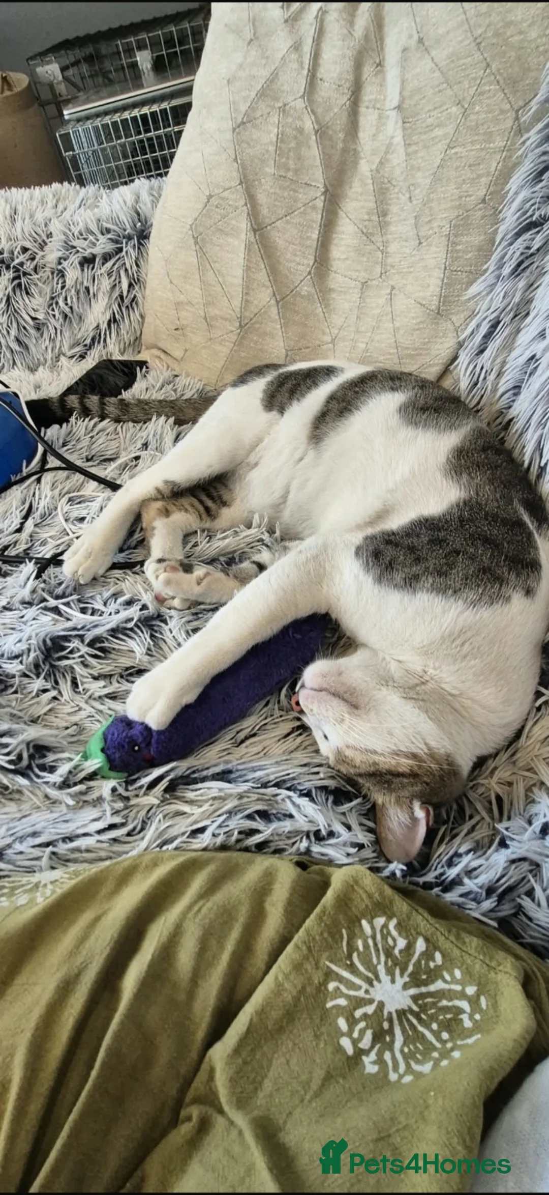 Mixed Breed cats for sale: Harvey - Advert 1