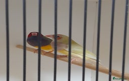 Finches birds for sale: Gouldian Finches for sale  - Image 7