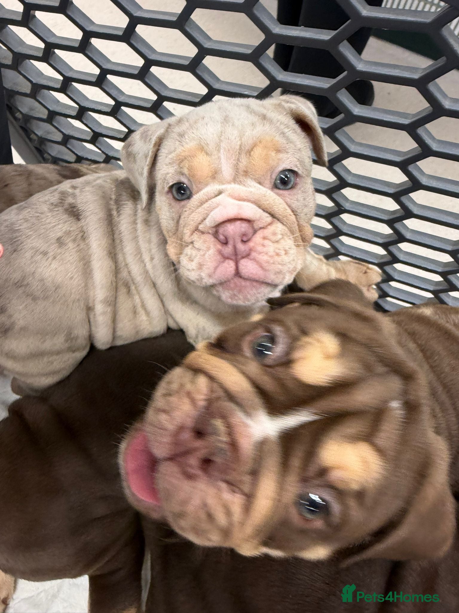 English Bulldog dogs Stunningly healthy English BullDogs 🐾 - Advert 2