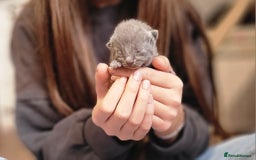 Russian Blue cats for sale: Pure Russian Blue kittens for sale  - Image 11