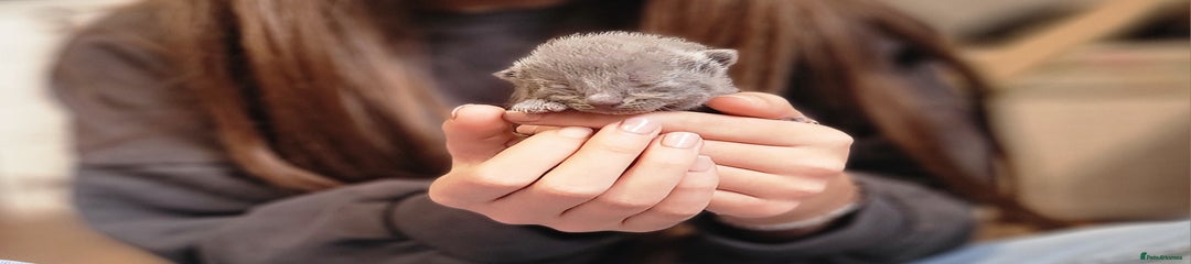 Russian Blue Kitten 4