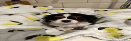 Cavalier King Charles Spaniel dogs for sale: Male and female Tri cavalier  - Advert 15