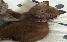 Russian Blue cats for sale: 6 beautiful kittens Russian Blue/Tabby - Image 2