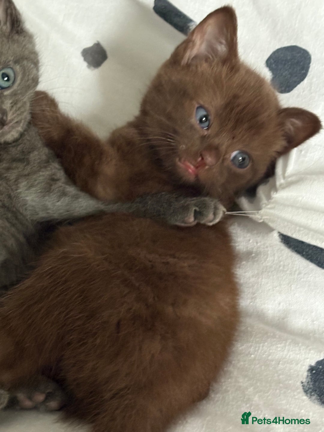 Russian Blue cats for sale: 6 beautiful kittens Russian Blue/Tabby - Image 2
