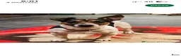 Jack Russell dogs for sale: Jack Russell Puppys for sale - Advert 11