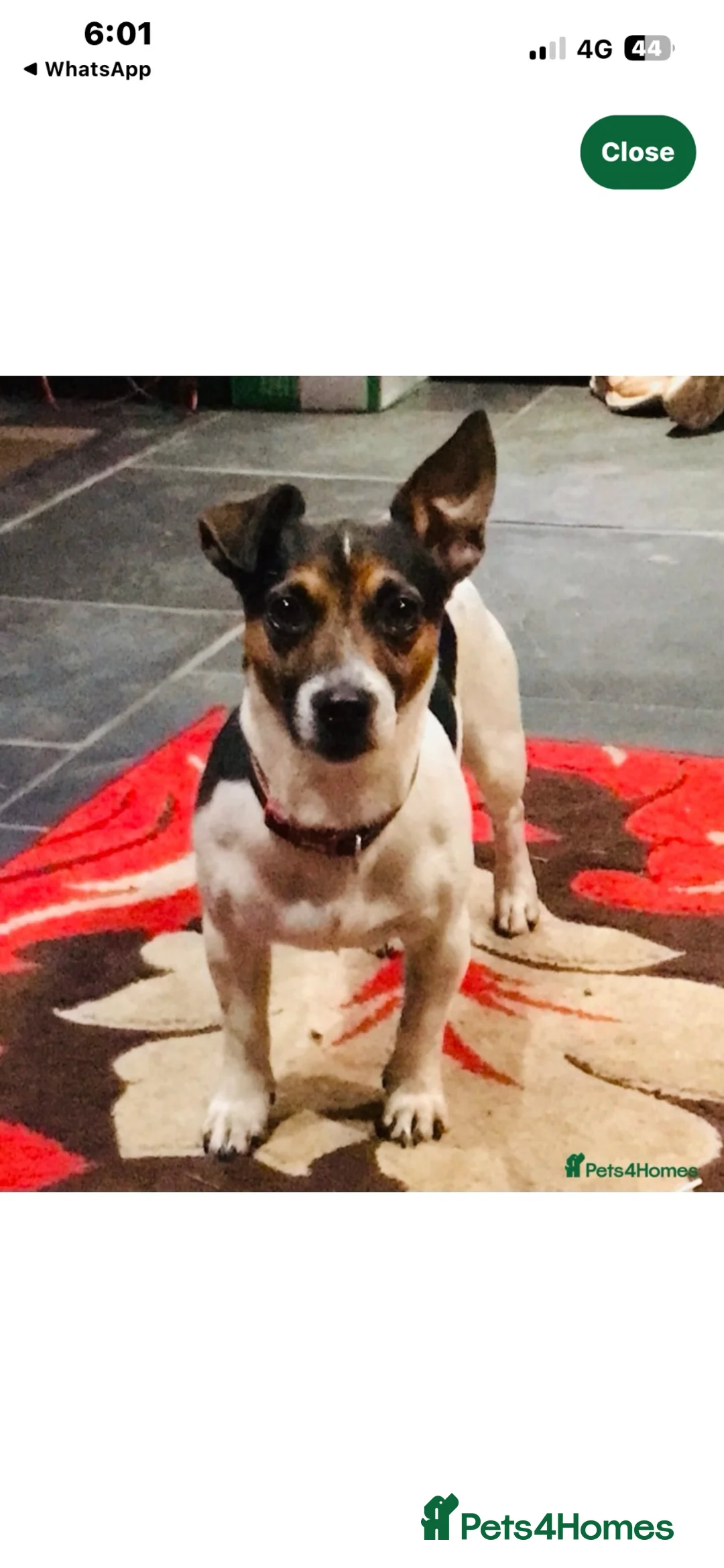Jack Russell dogs for sale: Jack Russell Puppys for sale - Advert 11