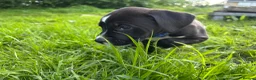 Mixed Breed dogs for sale: 🐾 Stunning Dalmatian × Boxer Puppies 🐾 in Leek - Advert 6