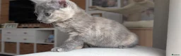 Ragdoll cats for sale: Beautiful half/ragdoll kitten  - Advert 5