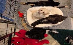 Miniature Poodle dogs for sale: Beautiful KC registered miniature poodles  - Image 16