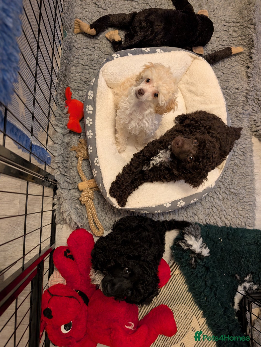 Miniature Poodle dogs for sale: Beautiful KC registered miniature poodles  - Image 16