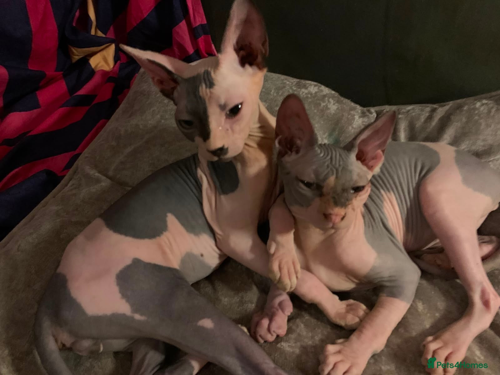 Sphynx cats Adorable Pair of Hairless Sphynx Kittens  - Advert 1